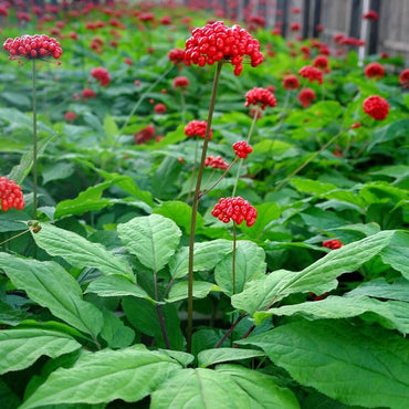 White American Ginseng Herbal Garden Seeds
