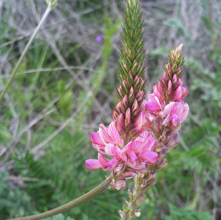 Heirloom Non-GMO Onobrychis Viciifolia Flower Seeds for Planting – Pollinator-Friendly Blooms