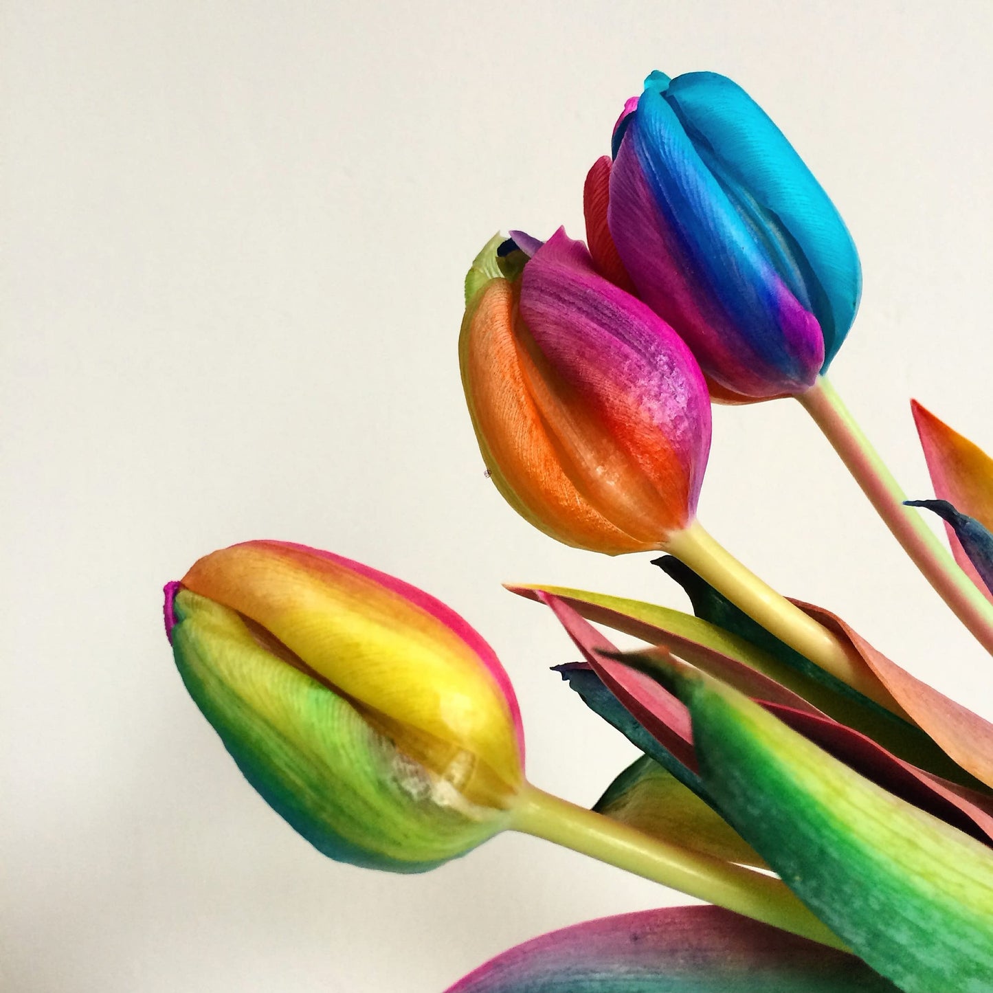 Tulip flower Tulipa spp. seeds for planting in home garden with vibrant rainbow color options