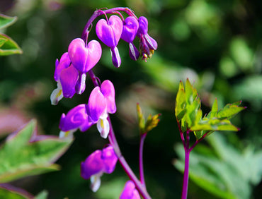 Bleeding heart flower Dicentra spectabilis yellow seeds for shade garden planting
