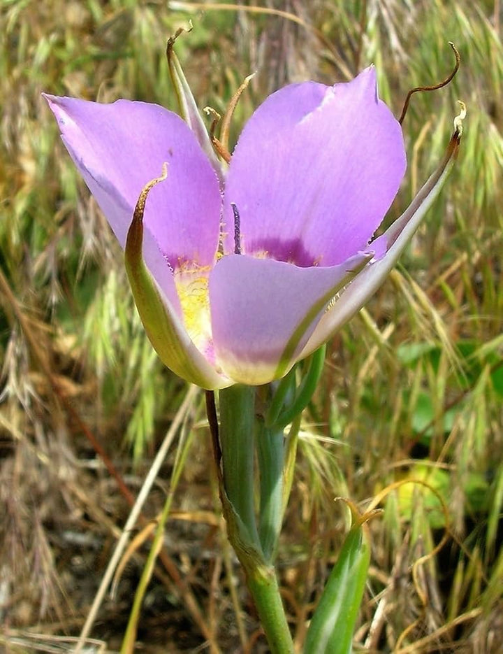 Heirloom Non-GMO Calochortus macrocarpus Flower Seeds | Sagebrush Mariposa Lily Seeds for Native Wildflower Gardens