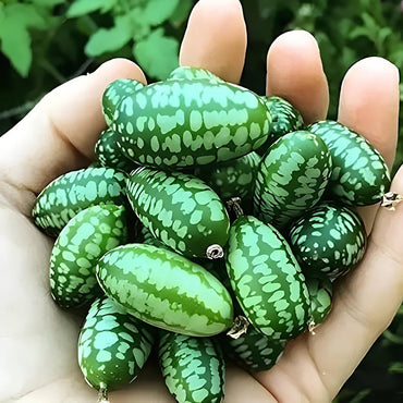 Melon ‘Green Machine’ seeds (Cucumis melo) – juicy hybrid for warm climates