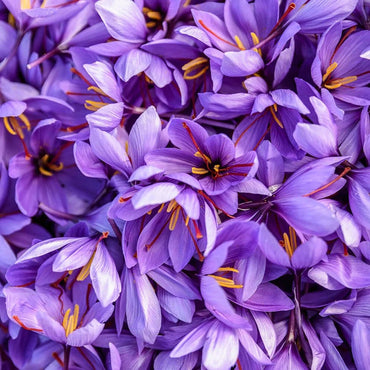 Heirloom Non-GMO Crocus Sativus Flower Seeds – Saffron Producing Blooms