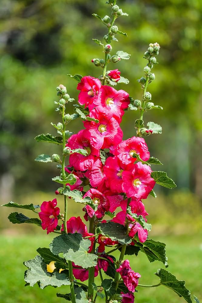 Hollyhock flower Alcea rosea pink seeds for planting in decorative garden borders or tall planters