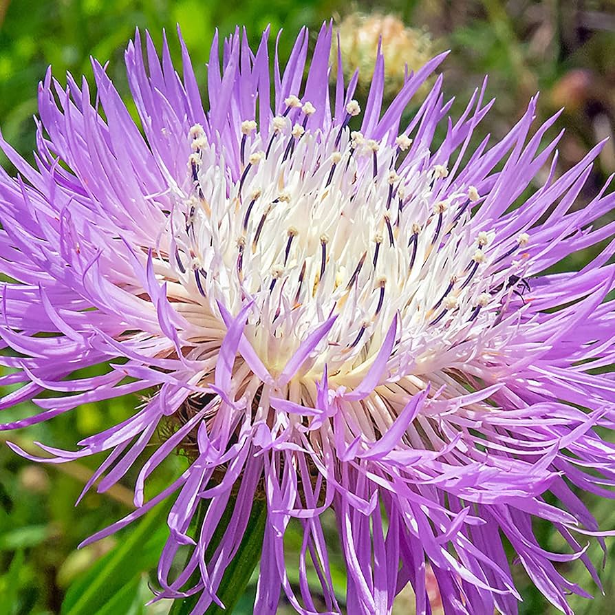 White centaurea flower Centaurea cyanus aloha blanca annual seeds for planting in garden beds or balcony pots