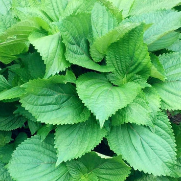 Mammoth Gray Sunflower Helianthus Annuus Flower Seeds for Planting in Backyard Gardening and Garden Rows