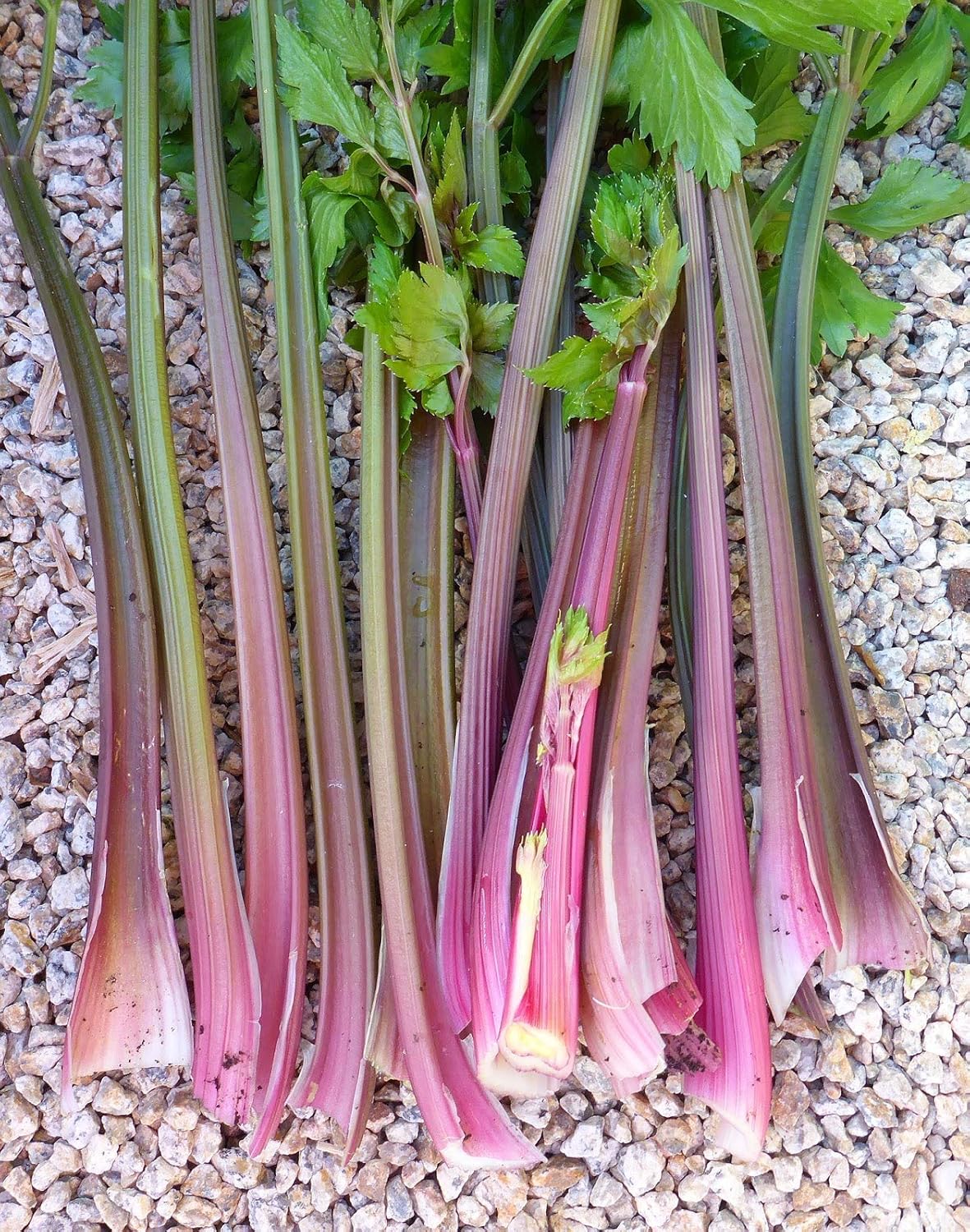 Pink Plume Celery Vegetable Seeds for Planting