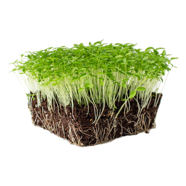 Parsley – Microgreen Seed