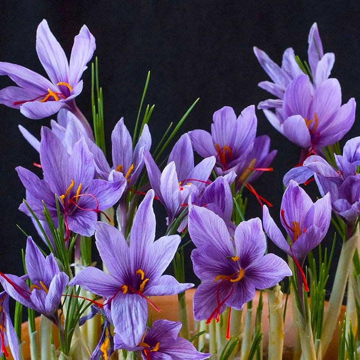 Heirloom Non-GMO Crocus Sativus Flower Seeds – Saffron Producing Blooms