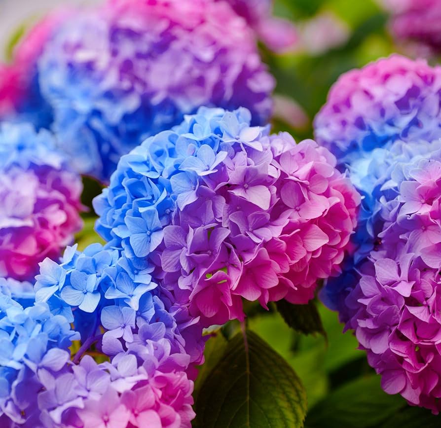 High-level multi-color hydrangea bonsai seeds creating compact plants with clusters of pastel to vibrant-colored flowers