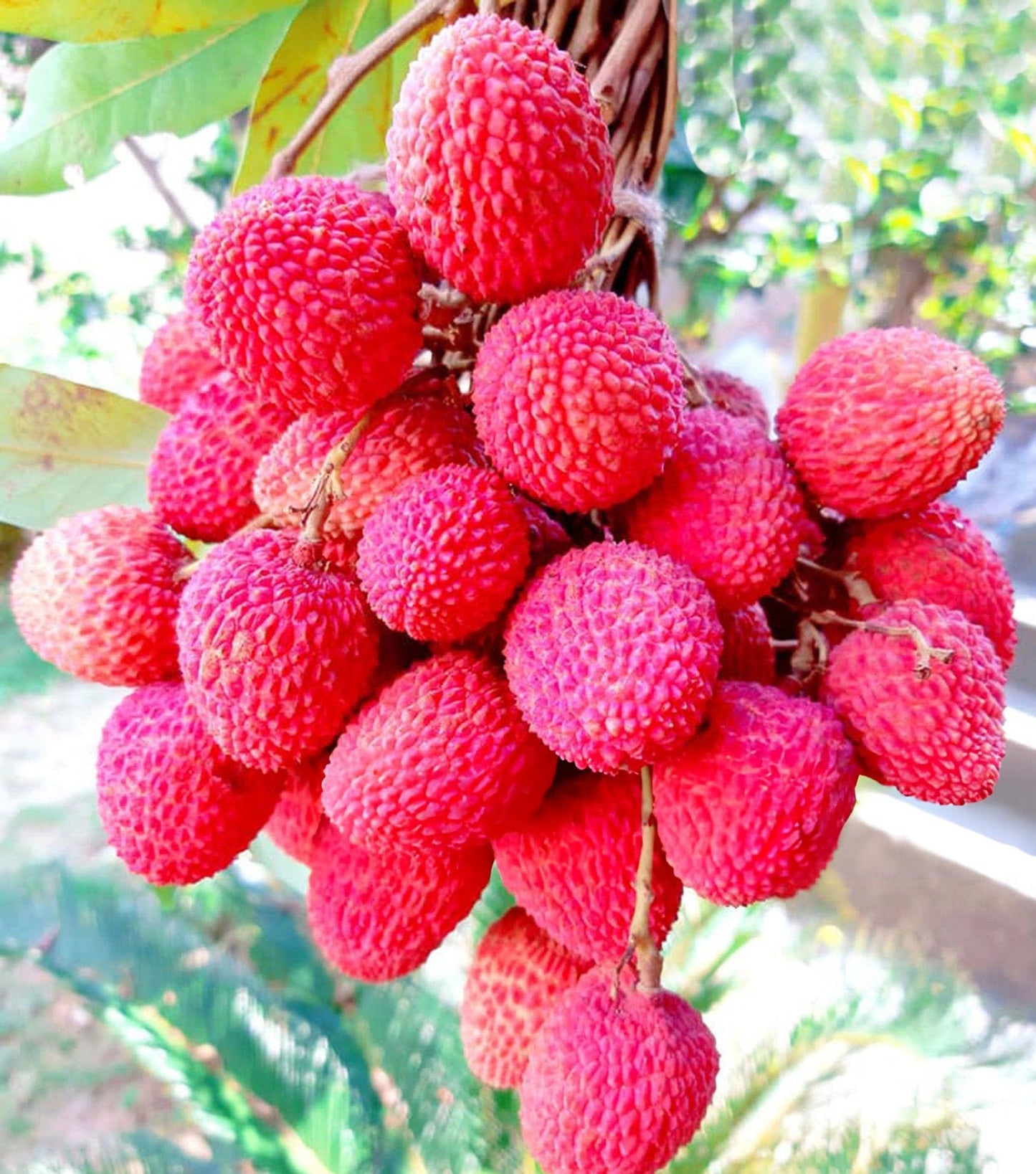 Red Lychee Fruit Seeds for Growing Sweet and Exotic Lychee Fruits 100 pcs
