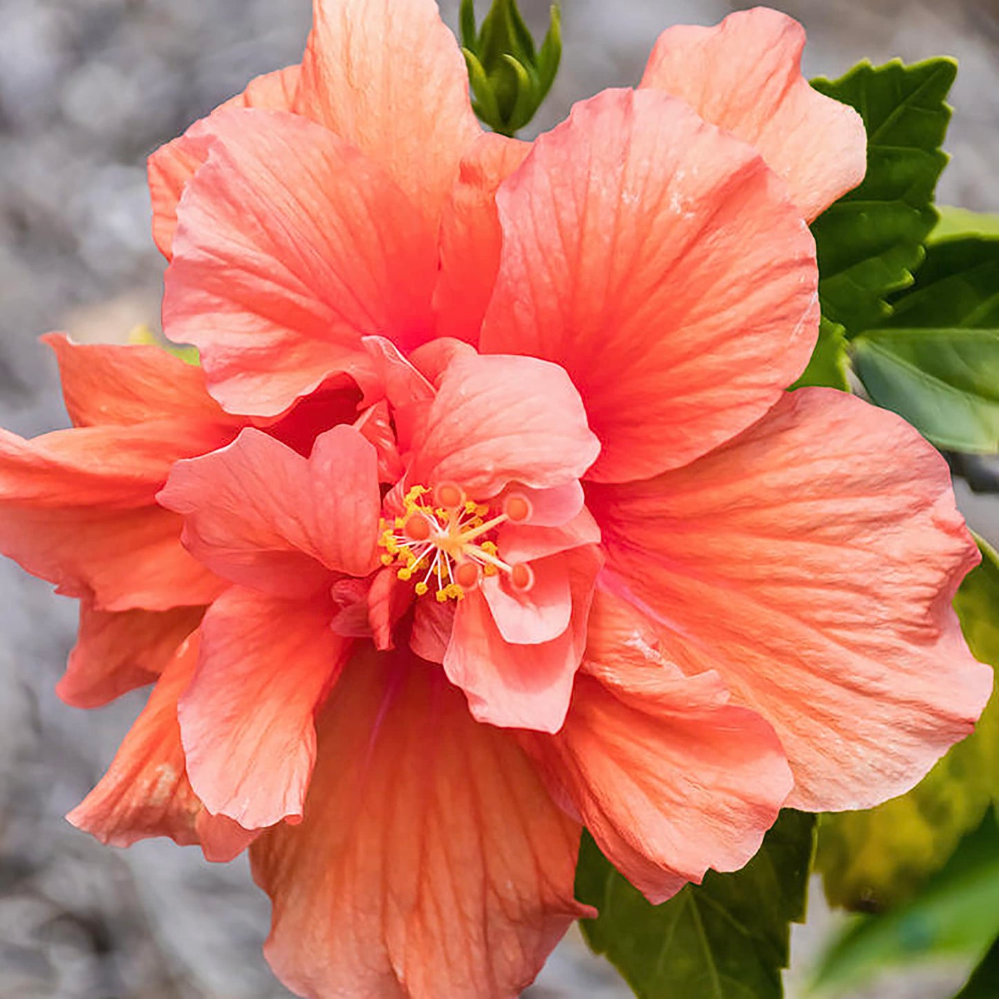 Double Pink Orange Hibiscus seeds (hardy exotic giant) yielding large, vibrant flowers with double petals blending warm pink and orange tones