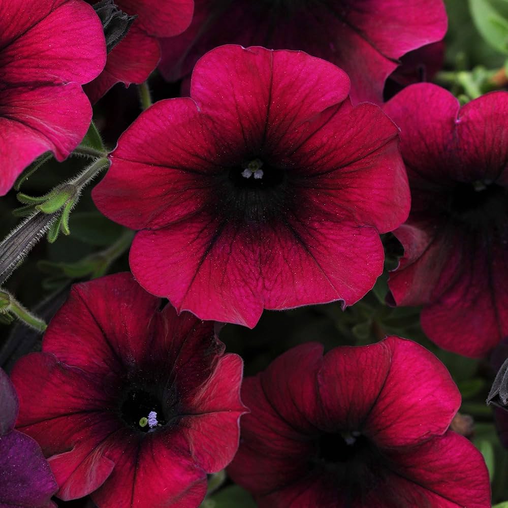 Black Velvet Petunia Red Rare Flower - for planting in home garden