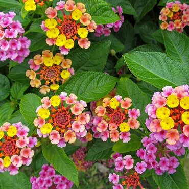 Organic Lantana Flower Seeds in Mixed Colors for Planting – Heirloom, Non-GMO