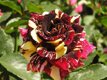 Rose Red-Yellow Rose Flower Seeds