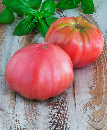 Brandywine Pink tomato seeds – heirloom variety with smooth, rich flavor