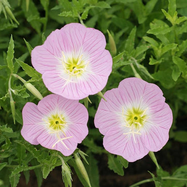 Primrose Primula Malacoides Pink Flower Seeds