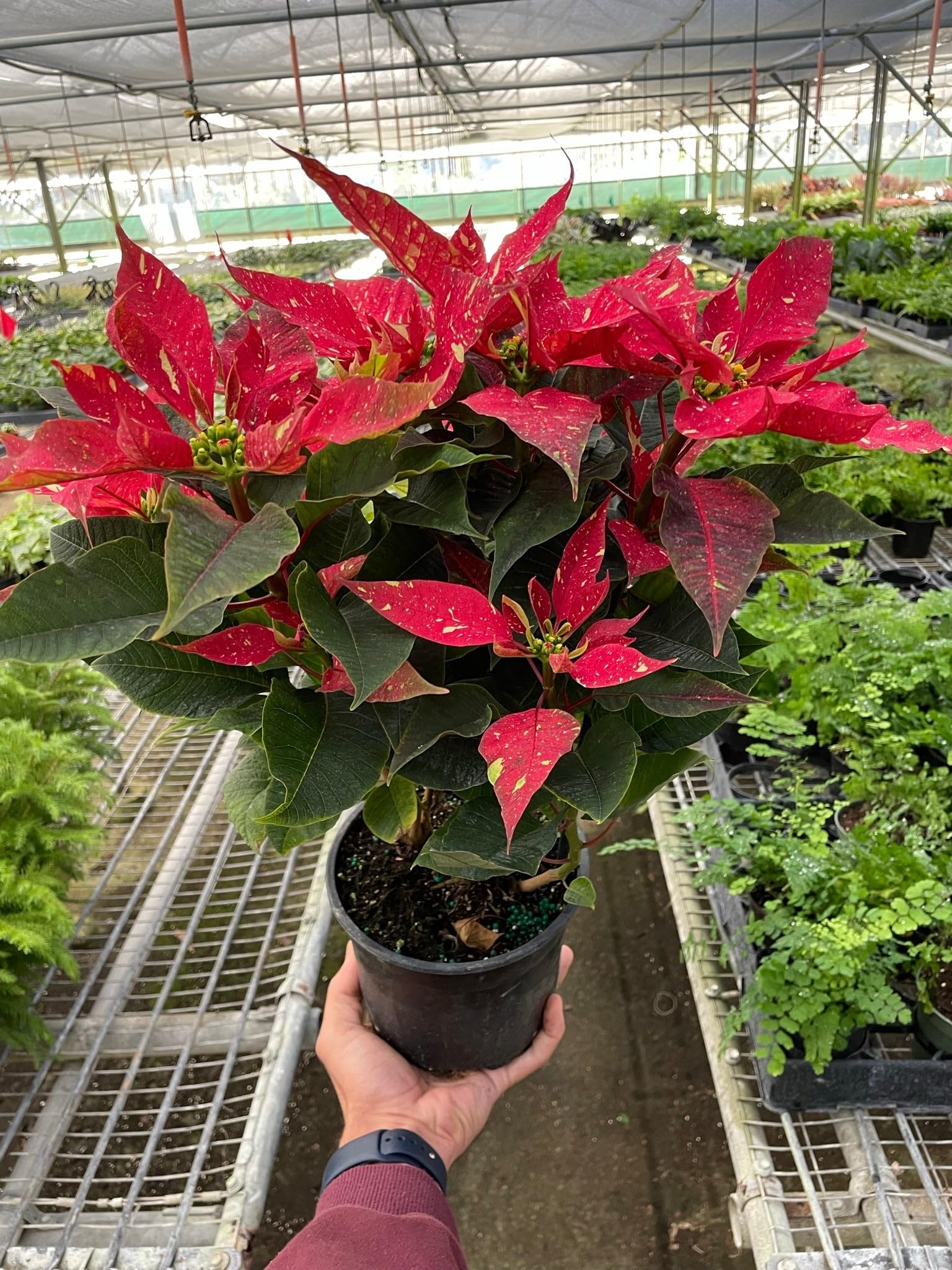 Poinsettia Euphorbia Pulcherrima Flower - for planting in home garden