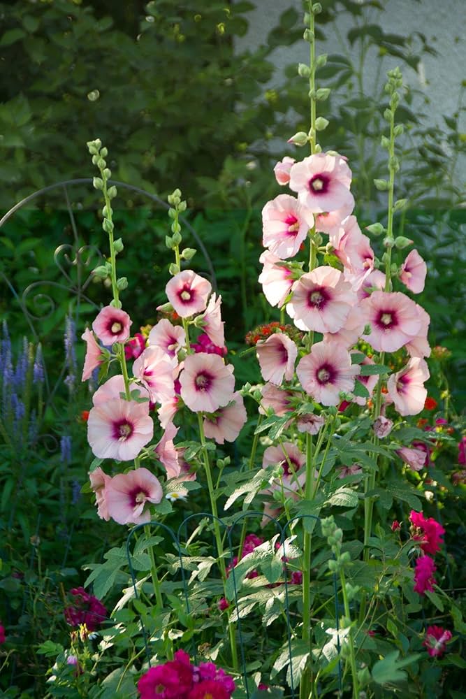 Hollyhock flower Alcea rosea scarlet purple perennial seeds for vibrant floral borders