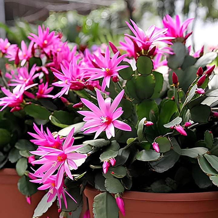 Heirloom Non-GMO Schlumbergera Flower Seeds for Planting – Ideal for Balcony Pots