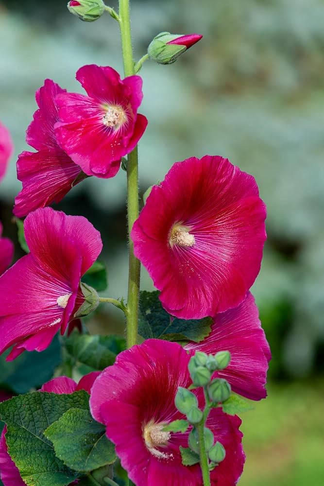Hollyhock flower Alcea rosea dark red seeds for planting in backyard garden or tall flower beds