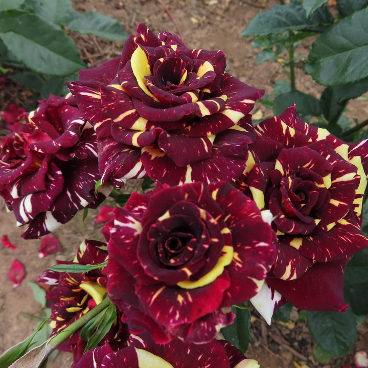 Maroon & Cream Rose Heirloom Non-GMO Seeds for Planting