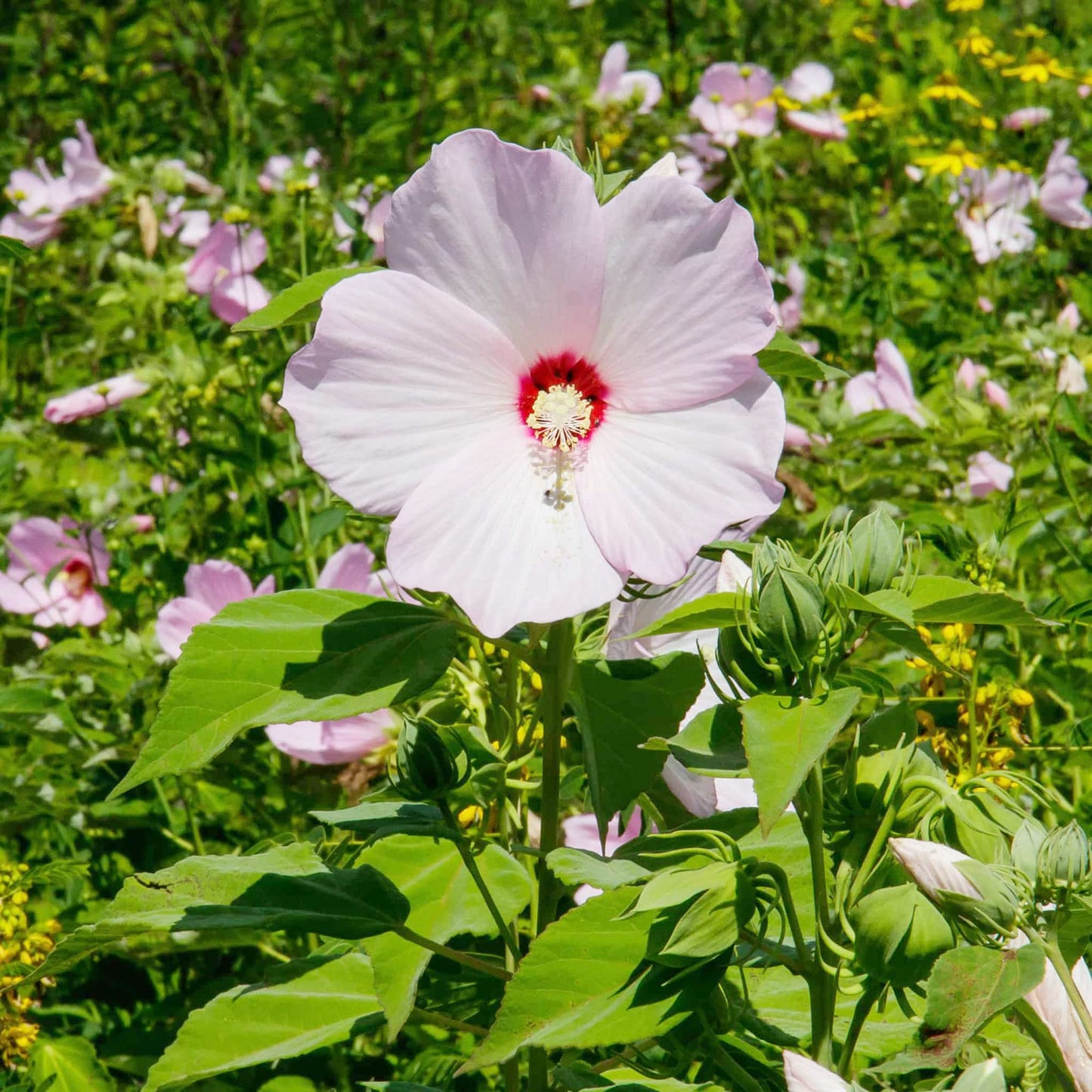 Hardy hibiscus flower Hibiscus moscheutos luna white seeds for planting in small bush garden or containers