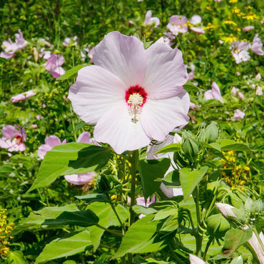 Hardy hibiscus flower Hibiscus moscheutos luna white seeds for planting in small bush garden or containers