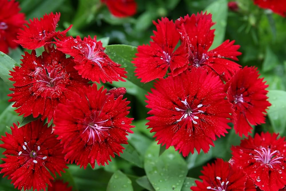 Dianthus Ideal Series violet picotee flower seeds for vibrant garden borders