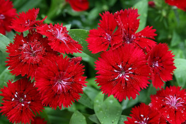 Dianthus Ideal Series violet picotee flower seeds for vibrant garden borders