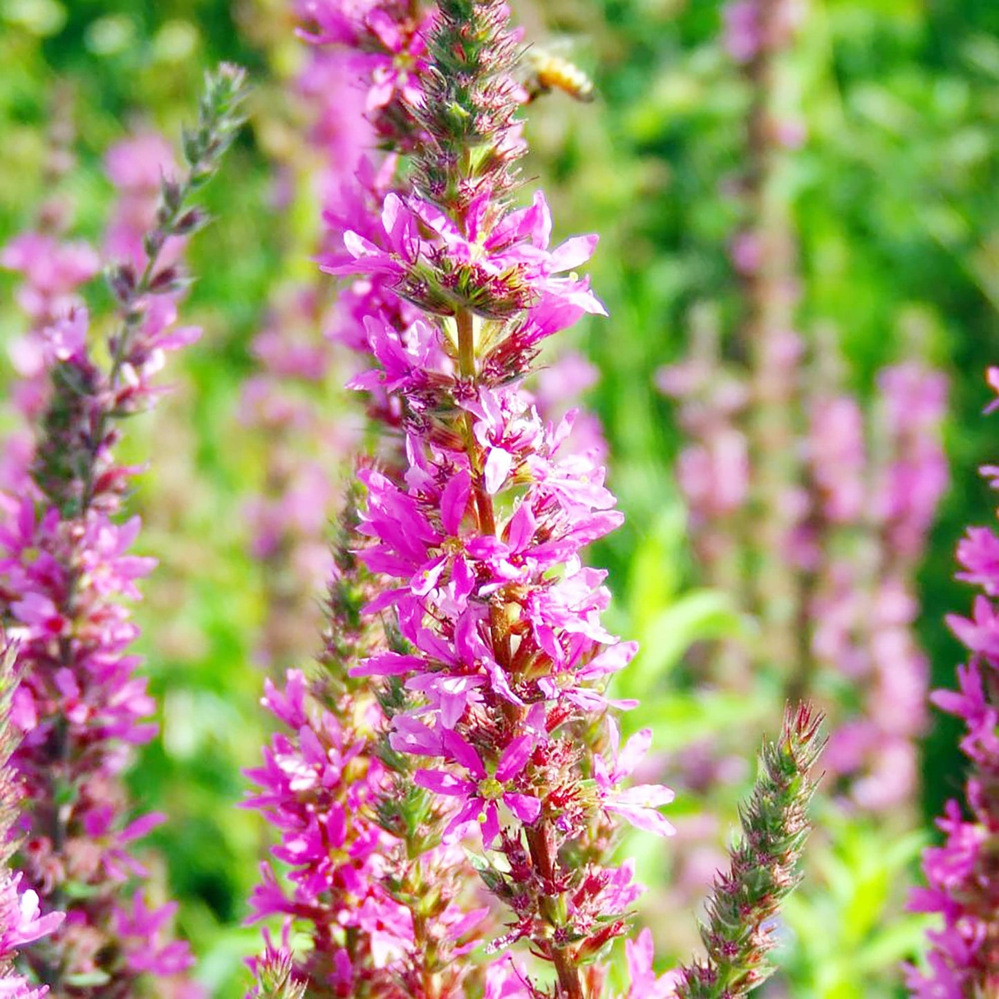 Purple Loosestrife flower seeds growing tall spikes of vivid purple blooms, ideal for borders and pollinator-friendly wildflower gardens