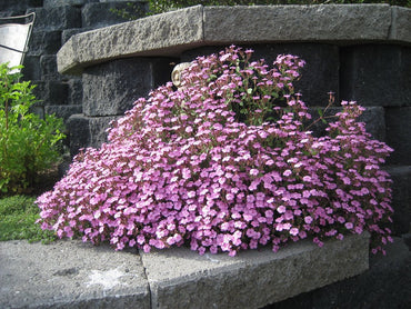 Soapwort - Tumbling Ted