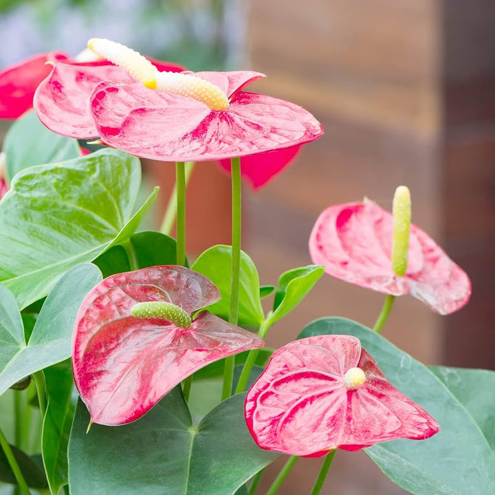 Heirloom Anthurium Flower Seeds – Exotic Houseplant