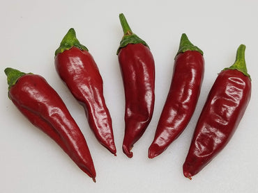 Guajillo pepper Capsicum annuum New Mexico heirloom vegetable seeds for planting in warm kitchen gardens