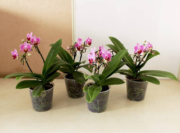 Mini Phalaenopsis Orchid Rare Flower Seeds