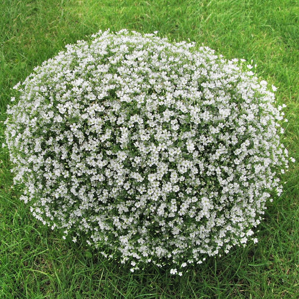 Gypsophila Mixed Perennial Flower Seeds