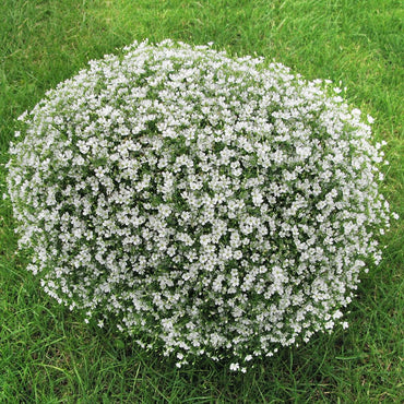 Gypsophila Mixed Perennial Flower Seeds