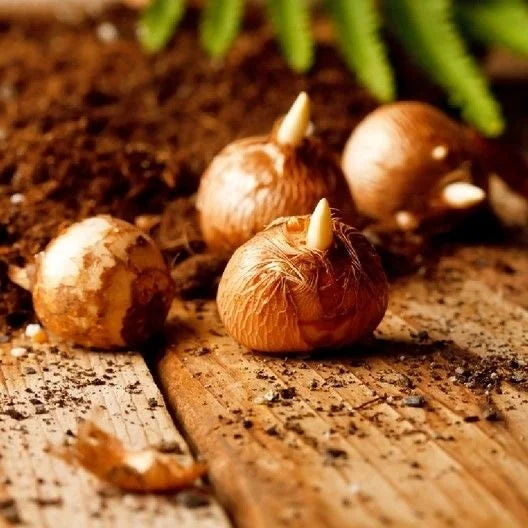 Crocus Bulbs - Large Flowering Mix