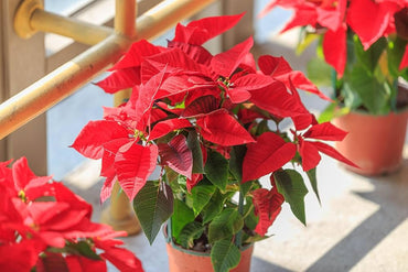 Poinsettia Euphorbia Pulcherrima Flower Seeds