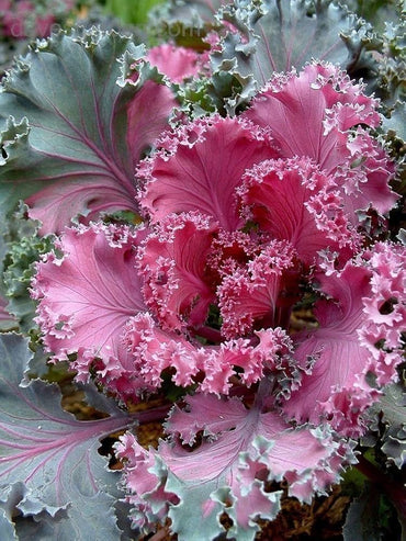 Kale ‘Chidori Red’ flower seeds – ruffled ornamental leaves for winter color