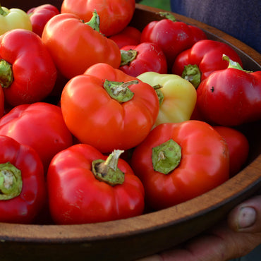 Alma paprika Capsicum annuum vegetable seeds for planting in kitchen garden with multicolor fruit options