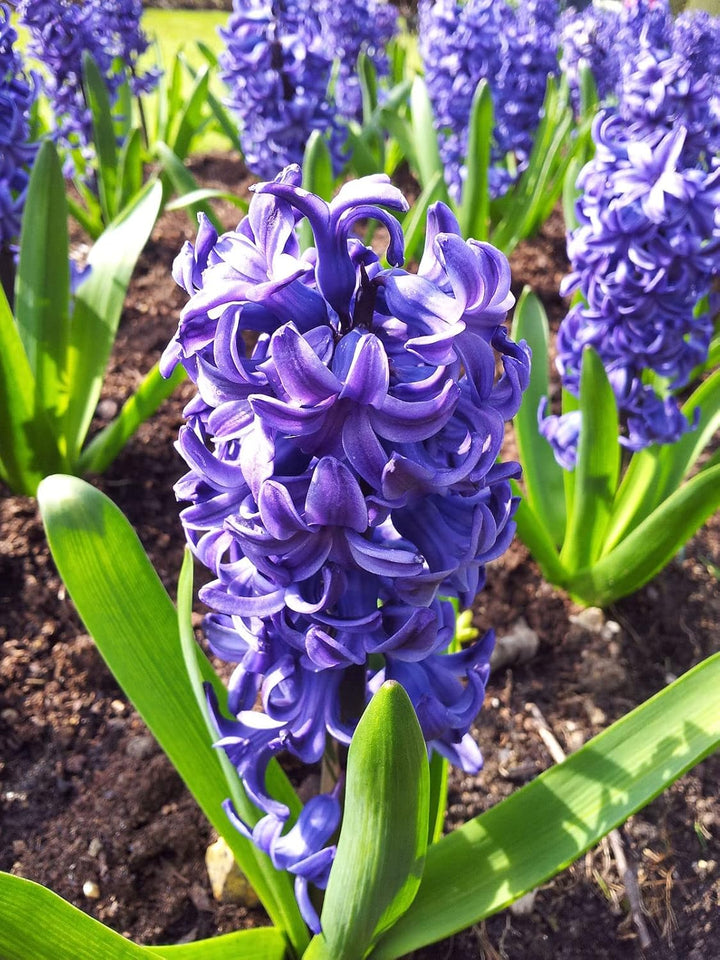 Purple Hyacinthus Orientalis Flower Seeds for Planting NON GMO Seeds