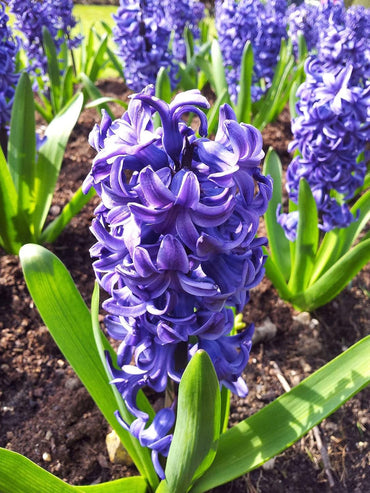 Purple Hyacinthus Orientalis Flower Seeds for Planting NON GMO Seeds