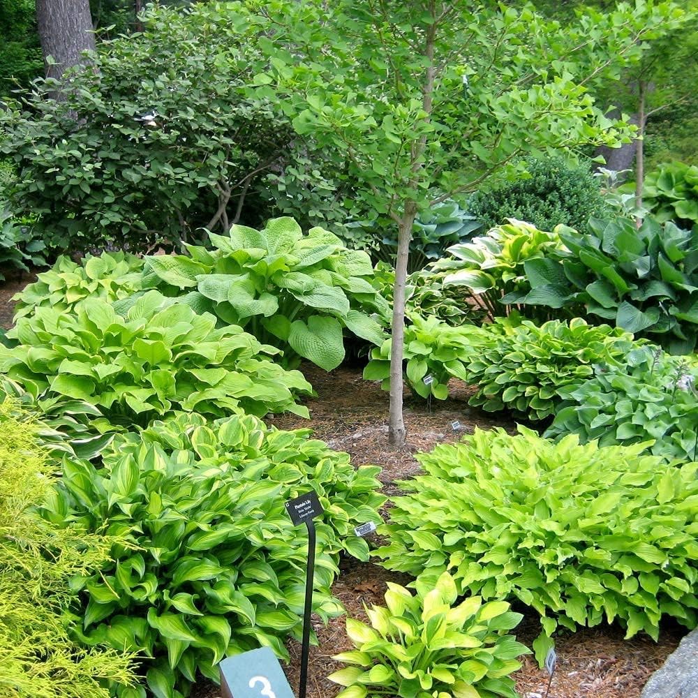 Blue Streak Hosta Mixture