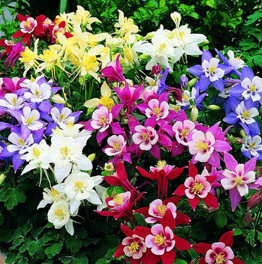 Columbine flower Aquilegia Winky Double Mix seeds for planting in shaded garden beds or natural landscapes