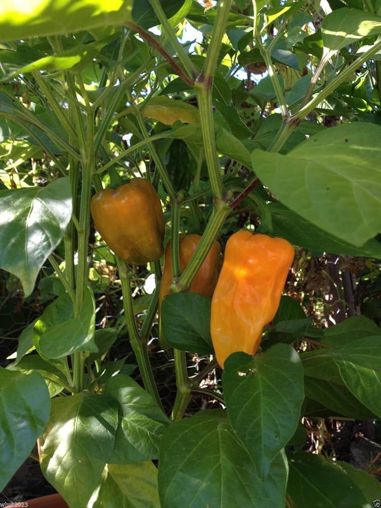 Gourmet Petit Marseillais Pepper seeds – sweet French heirloom