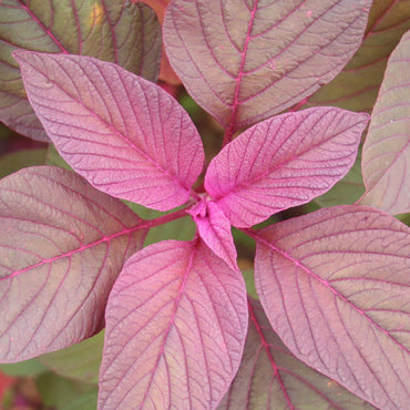 Amaranth Amaranthus tricolor Vegetable Seeds for Planting Large Red Round Leaf Variety in Kitchen Garden