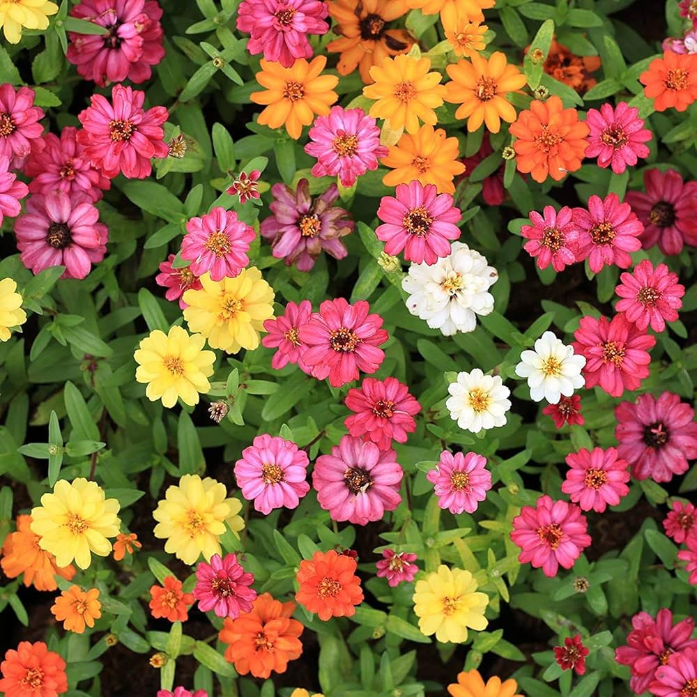 Zinnia - Profusion for planting in home garden