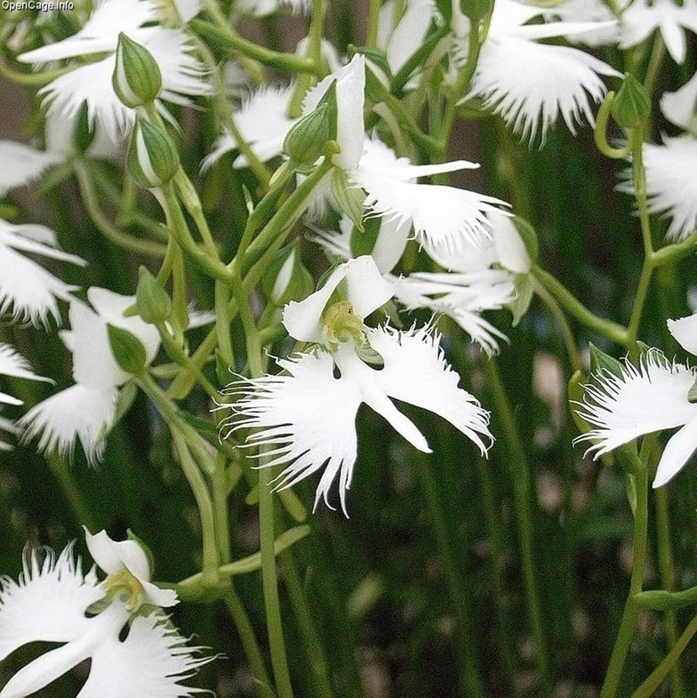 White Dove Orchid Japanese Radiata Rare Flower Seeds
