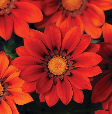 Gazania flower Gazania rigens kiss frosty red seeds for planting in garden beds or sunny balcony planters